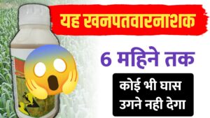 बायर एलियन प्लस: एक छिड़काव और 6 महीने तक खरपतवार से छुटकारा