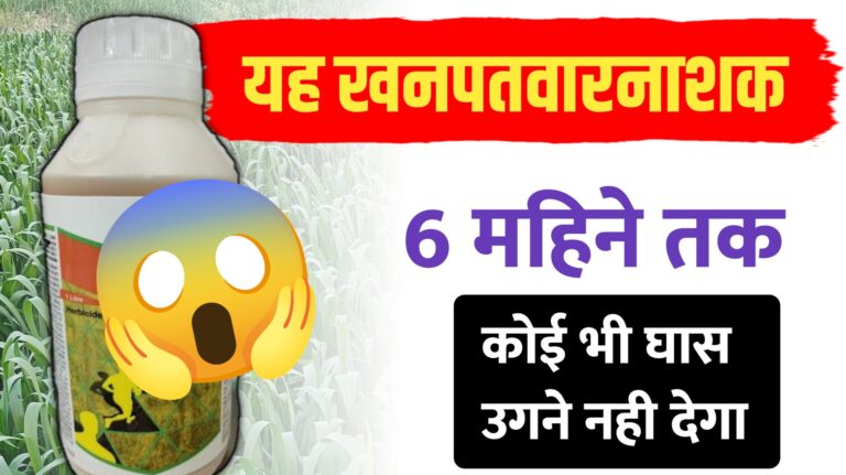 बायर एलियन प्लस: एक छिड़काव और 6 महीने तक खरपतवार से छुटकारा